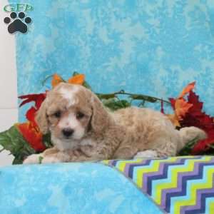 Cashew, Bich-Poo Puppy